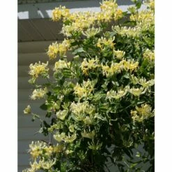 Scentsation Honeysuckle - Proven Winner - Lonicera - Very Fragrant - 4" Pot -HIRTS Sales scentsationhoneysuckle 23311.1615344561