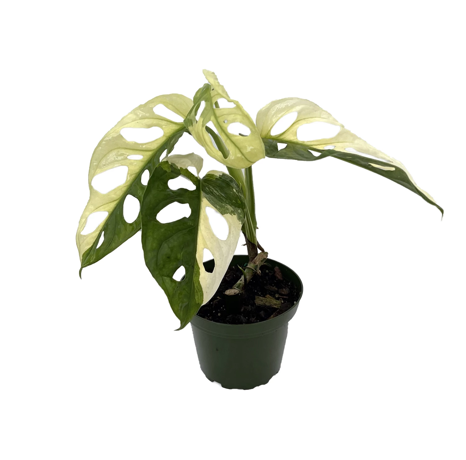 Exotic Variegated Swiss Cheese Plant - Monstera Adansonii Var - 4" Pot 4 Exotic Variegated Swiss Cheese Plant - Monstera Adansonii Var - 4" Pot - Image 2
