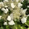 FLIRTY GIRL™ False Hydrangea - 4" Pot - Schizophragma - Proven Winners -HIRTS Sales schizophragma flirty girl 1 1080 1080 60 60163.1637271325
