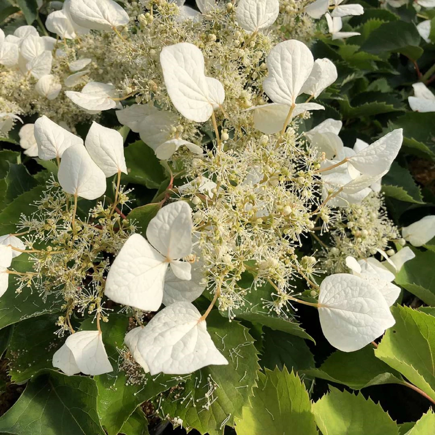 FLIRTY GIRL™ False Hydrangea - 4" Pot - Schizophragma - Proven Winners 3 FLIRTY GIRL™ False Hydrangea - 4" Pot - Schizophragma - Proven Winners