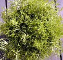Scottish Moss - Sagina Subulata Aurea - Very Hardy - Quart Pot 7 Scottish Moss - Sagina Subulata Aurea - Very Hardy - Quart Pot -HIRTS Sales scottishmoss1 43528.1594211904