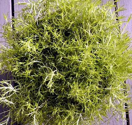 Scottish Moss - Sagina Subulata Aurea - Very Hardy - Quart Pot 4 Scottish Moss - Sagina Subulata Aurea - Very Hardy - Quart Pot - Image 2