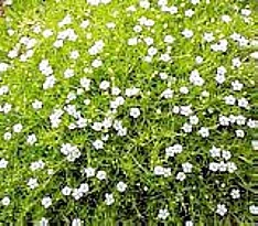 Scottish Moss - Sagina Subulata Aurea - Very Hardy - Quart Pot 5 Scottish Moss - Sagina Subulata Aurea - Very Hardy - Quart Pot - Image 3