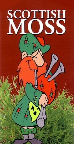 Scottish Moss - Sagina Subulata Aurea - Very Hardy - Quart Pot 6 Scottish Moss - Sagina Subulata Aurea - Very Hardy - Quart Pot - Image 4