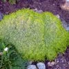 Scottish Moss - Sagina Subulata Aurea - Very Hardy - Quart Pot -HIRTS Sales scottsmoss2 50011.1594211904