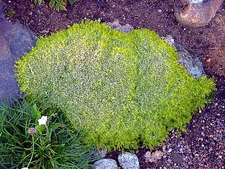 Scottish Moss - Sagina Subulata Aurea - Very Hardy - Quart Pot 3 Scottish Moss - Sagina Subulata Aurea - Very Hardy - Quart Pot