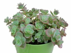 SunSparkler® Lime Zinger Sedum - Stonecrop - Loves The Sun - Quart Pot -HIRTS Sales sedumlime20zingerhr3 55813.1615982117