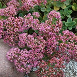 SunSparkler® Lime Zinger Sedum - Stonecrop - Loves The Sun - Quart Pot -HIRTS Sales sedumlimezinger3 31390.1615982117