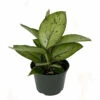 Selby Queen Of Hearts Plant - Homalomena - Collector's Series - 6" Pot -HIRTS Sales selby 45450.1638238890