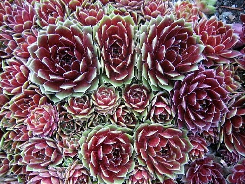 Commander Hay Hens & Chicks - Sempervivum - Very Hardy - Live Plant - Quart Pot 4 Commander Hay Hens & Chicks - Sempervivum - Very Hardy - Live Plant - Quart Pot - Image 2