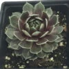 Commander Hay Hens & Chicks - Sempervivum - Very Hardy - Live Plant - Quart Pot 2 Commander Hay Hens & Chicks - Sempervivum - Very Hardy - Live Plant - Quart Pot -HIRTS Sales sempercommanderhr11 86455.1664916597