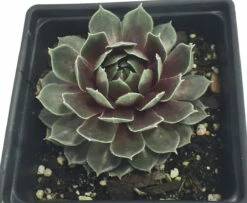 Commander Hay Hens & Chicks - Sempervivum - Very Hardy - Live Plant - Quart Pot