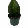 Shark Fin Snake Plant - Whale Fin - Sanseveria Masoniana - 4" Pot - Collector's -HIRTS Sales sharkfin5 55336.1659970436