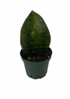 Shark Fin Snake Plant - Whale Fin - Sanseveria Masoniana - 4" Pot - Collector's
