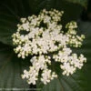 Shiny Dancer™ Viburnum - 4" Pot - Proven Winners -HIRTS Sales shiny20dancer20viburnum 2 72077.1615344614