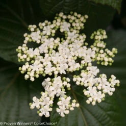 Shiny Dancer™ Viburnum - 4" Pot - Proven Winners