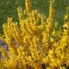 Show Off Starlet® Forsythia - Compact - Hardy - Proven Winners - 4" Pot -HIRTS Sales show off sugar baby forsythia 28949.1615344516