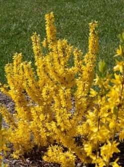 Show Off Starlet® Forsythia - Compact - Hardy - Proven Winners - 4" Pot