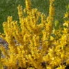 Show Off Sugar Baby® Forsythia 'Ninbus' PPAF - Compact - 4" Pot - Proven Winners -HIRTS Sales show off sugar baby forsythia 49644.1615344514