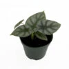 Silver Dragon African Mask Plant - Alocasia - Houseplant - 4" Pot -HIRTS Sales silverdragon 94523.1607311353