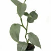 Rare Silver Sword Philodendron Hastatum - 4" Pot -HIRTS Sales silverphilodendron 62030.1662145542