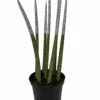 Make-Upz Glitter Silver Bamboo Shoots Snake Plant - Sansevieria - 6" Pot -HIRTS Sales silversnake 37099.1690831071