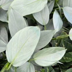 Rare Silver Sword Philodendron Hastatum - 4" Pot -HIRTS Sales silversword 52085.1662145542