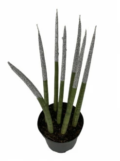Make-Upz Glitter Silver Bamboo Shoots Snake Plant - Sansevieria - 6" Pot -HIRTS Sales silvertipsnake 86397.1690831072