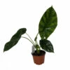 Quilted Dream Elephant Ear - Mirror Face - Alocasia Sinuata - 4" Pot -HIRTS Sales sinuata 76000.1627861172