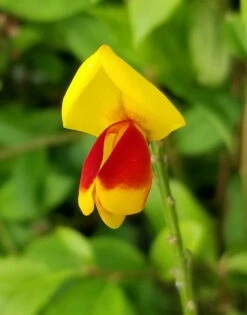 Sister Disco® Scotch Broom - 4" Pot - Cytisus - Proven Winners