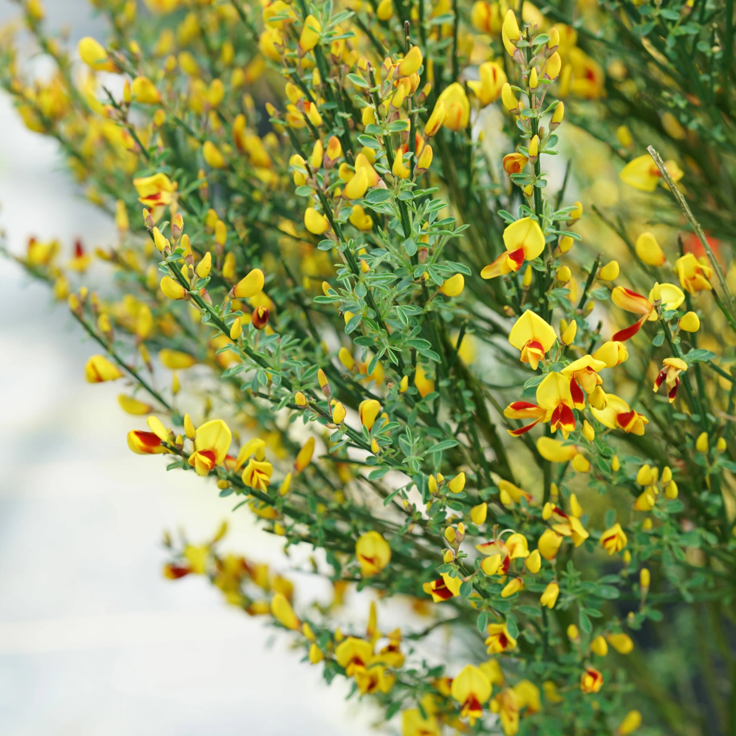 Sister Disco® Scotch Broom - 4" Pot - Cytisus - Proven Winners 4 Sister Disco® Scotch Broom - 4" Pot - Cytisus - Proven Winners - Image 2