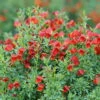 Sister Redhead® Scotch Broom - 4" Pot - Cytisus - Proven Winners