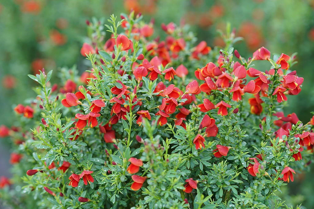 Sister Redhead® Scotch Broom - 4" Pot - Cytisus - Proven Winners 3 Sister Redhead® Scotch Broom - 4" Pot - Cytisus - Proven Winners
