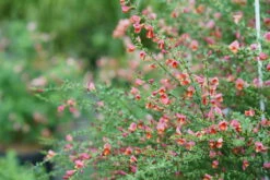 Sister Rosie® Scotch Broom - 4" Pot - Cytisus - Proven Winners -HIRTS Sales sister rosie cytisus 1 70508.1615344694