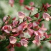Sister Rosie® Scotch Broom - 4" Pot - Cytisus - Proven Winners -HIRTS Sales sister rosie scotch broom 2 67722.1615344694
