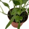 Skeleton Key Epipremnum Pinnatum - 4" Pot - Collector's Series -HIRTS Sales skelekeyepip4 40356.1693671033