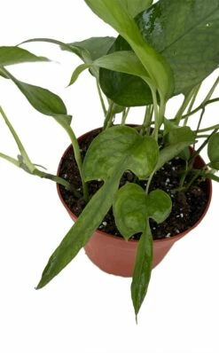 Skeleton Key Epipremnum Pinnatum - 4" Pot - Collector's Series