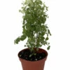 Snowbush - Breynia Disticha - Great House Plant - 4" Pot -HIRTS Sales snowbush4in 55219.1691787628
