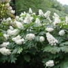Snow Queen Oakleaf Hydrangea - 4" Pot - White Blooms -HIRTS Sales snowqueenhydrangea1 08224.1615344660