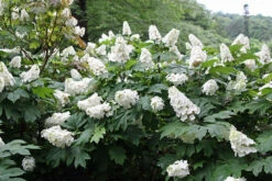 Snow Queen Oakleaf Hydrangea - 4" Pot - White Blooms