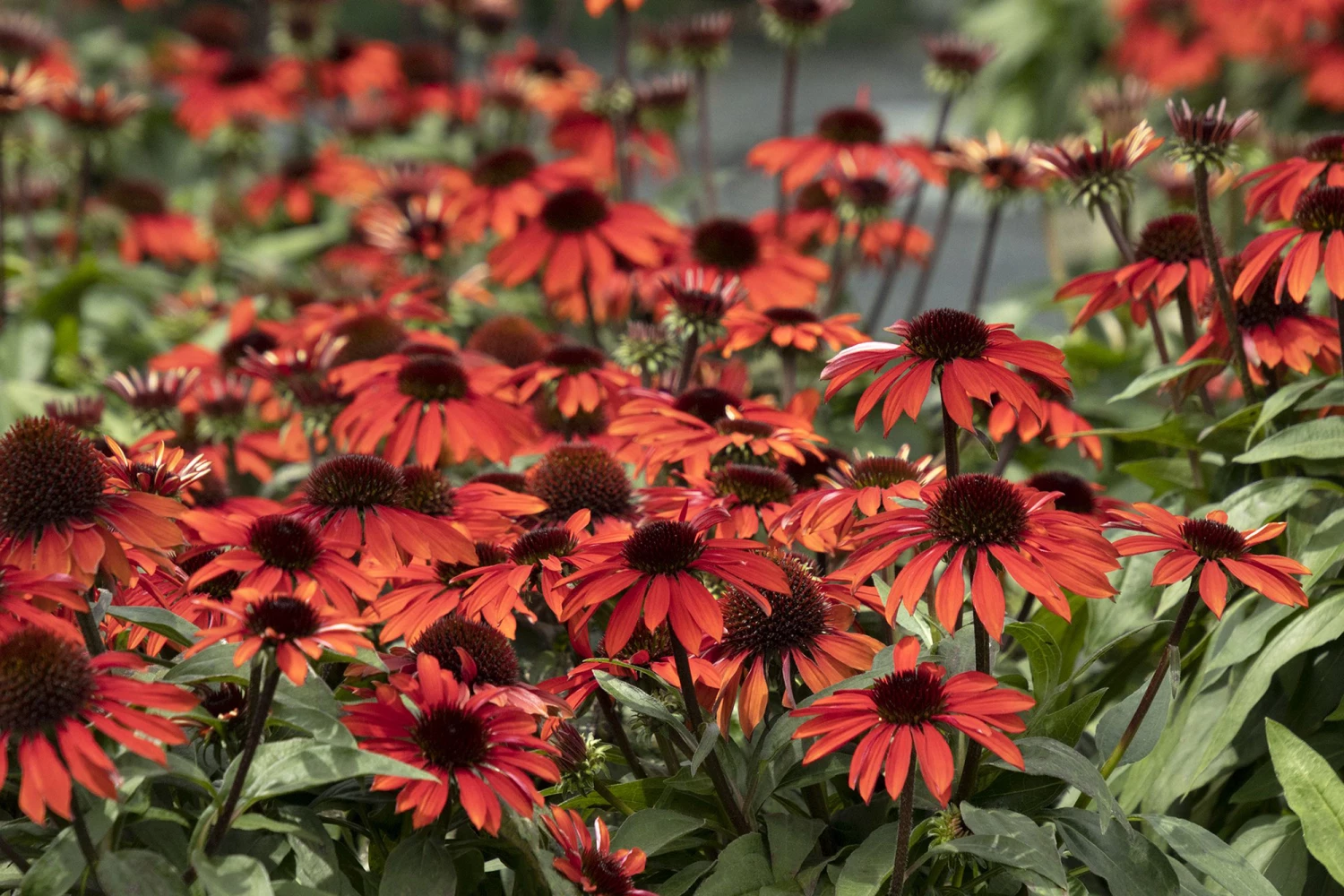 Sombrero™ Sangrita Coneflower Perennial - Echinacea - Gallon Pot 4 Sombrero™ Sangrita Coneflower Perennial - Echinacea - Gallon Pot - Image 2