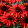 Sombrero™ Sangrita Coneflower Perennial - Echinacea - Gallon Pot -HIRTS Sales sombsangritacf 72493.1625253321