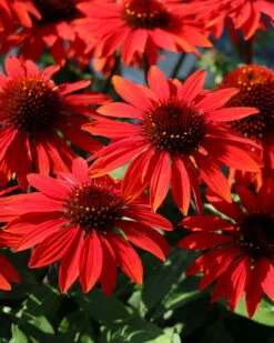 Sombrero™ Sangrita Coneflower Perennial - Echinacea - Gallon Pot