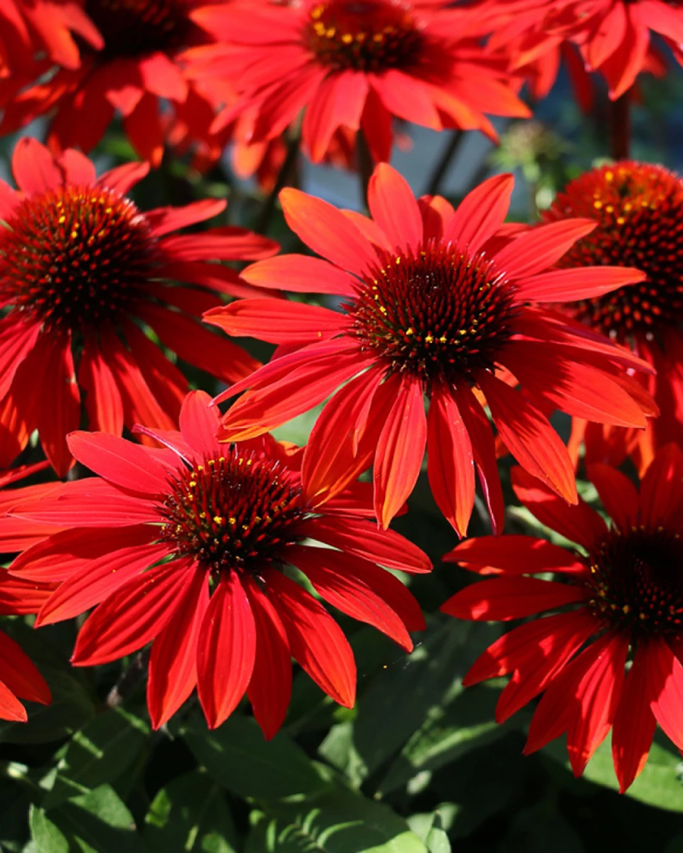Sombrero™ Sangrita Coneflower Perennial - Echinacea - Gallon Pot 3 Sombrero™ Sangrita Coneflower Perennial - Echinacea - Gallon Pot