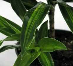 Song Of Jamaica Exotic House Plant - Easy To Grow - 6" Pot -HIRTS Sales songofjamacia2 12736.1621656099