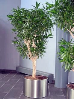 Song Of Jamaica Exotic House Plant - Easy To Grow - 6" Pot -HIRTS Sales songofjamacia4 07087.1621656099