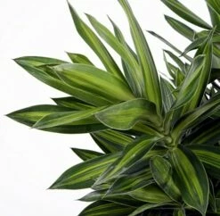 Song Of Jamaica Exotic House Plant - Easy To Grow - 6" Pot -HIRTS Sales songofjamacia5 44539.1621656099