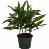Song Of Jamaica Exotic House Plant - Easy To Grow - 6" Pot 1 Song Of Jamaica Exotic House Plant - Easy To Grow - 6" Pot -HIRTS Sales songofjamaica6inn 69750.1621656098