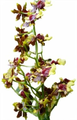 Space Race CoCo Orchid - Oncidium Hybrid - 4" Pot - Collector Orchids 7 Space Race CoCo Orchid - Oncidium Hybrid - 4" Pot - Collector Orchids -HIRTS Sales spacecocobloomsnew 07424.1693671032