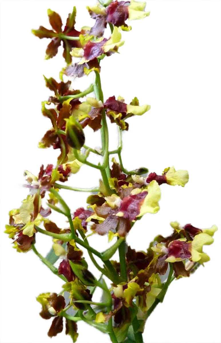 Space Race CoCo Orchid - Oncidium Hybrid - 4" Pot - Collector Orchids 5 Space Race CoCo Orchid - Oncidium Hybrid - 4" Pot - Collector Orchids - Image 3